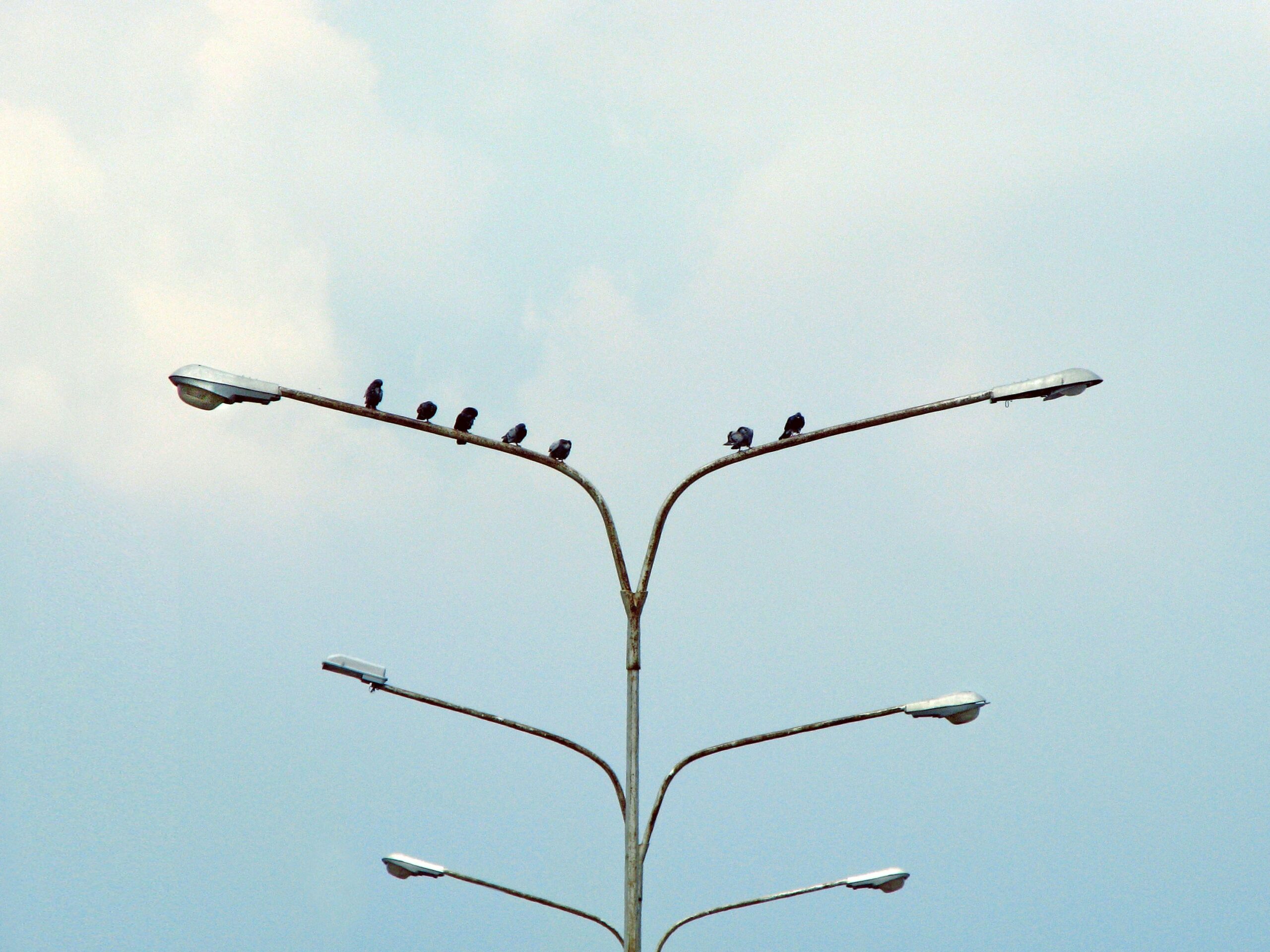 The Role of Natural Selection in Evolution: How Survival Shapes Species