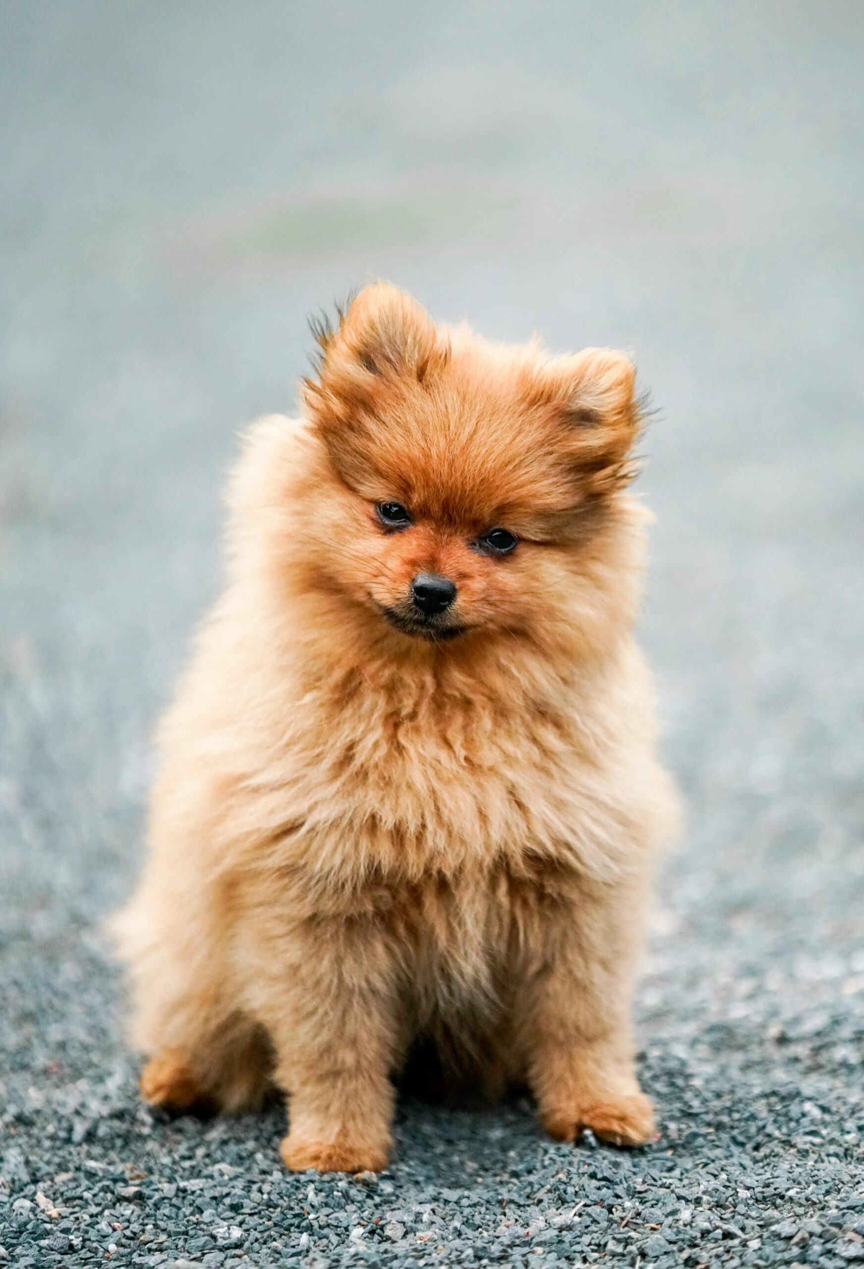 Why Spitz Dogs Are Perfect for Cold Climates: Features and Adaptations