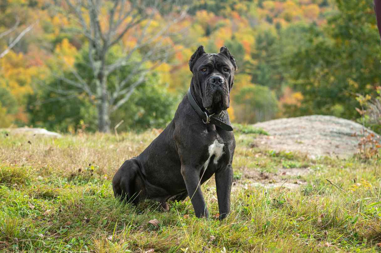 Cane Corso Dog Breed: The Majestic Italian Guardian